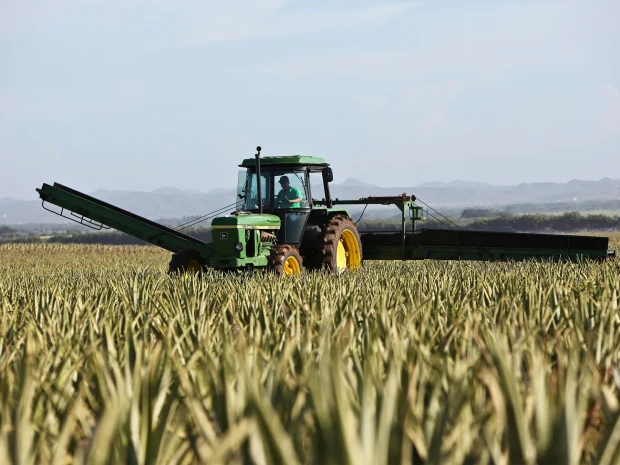 Grüner Traktor in einem Feld mit reifen Pflanzen bei sonnigem Wetter
