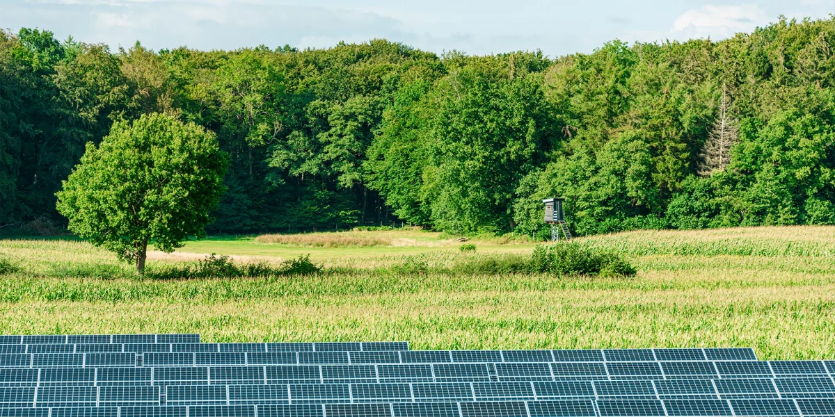 Solarpanelen im Vordergrund mit Blick auf ein Maisfeld und einen dichten Wald im Hintergrund unter klarem Himmel