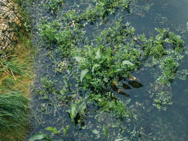 Wassergraben mit verschiedenen Wasserpflanzen und einem Netz am Rand