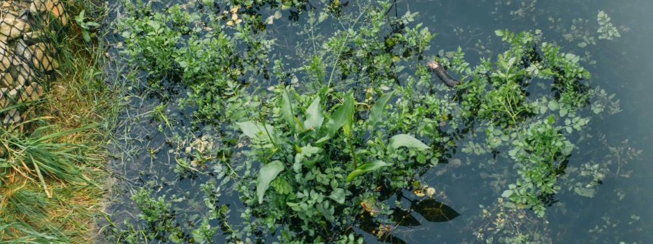 Luftaufnahme von Wasserpflanzen und Algen im klaren Teichwasser