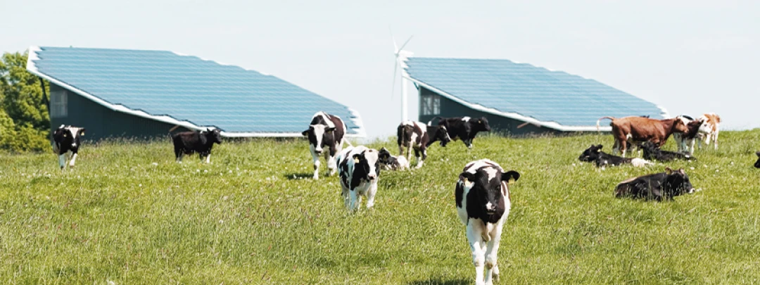 Cows grazing on a green field in front of farm buildings with solar roofs