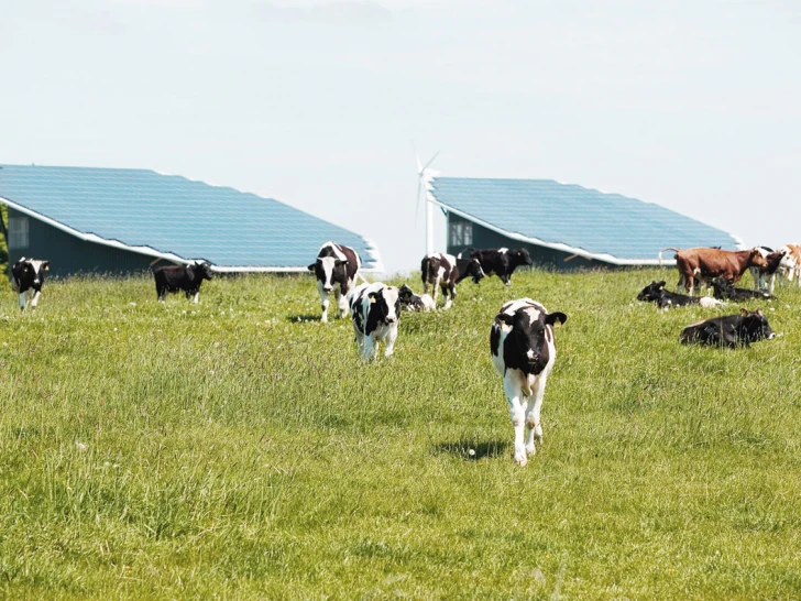 Kühe verschiedener Rassen grasen auf einer grünen Wiese vor Solarpanelen und einem Windrad