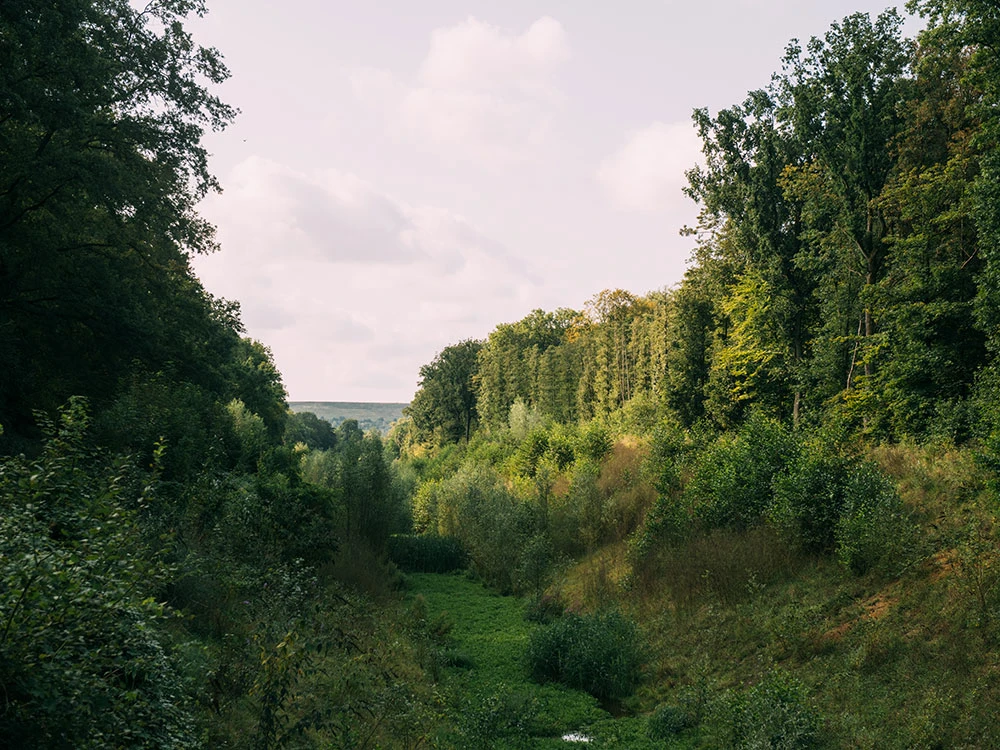 Forest landscape with dense greenery and a small stream, surrounded by tall trees