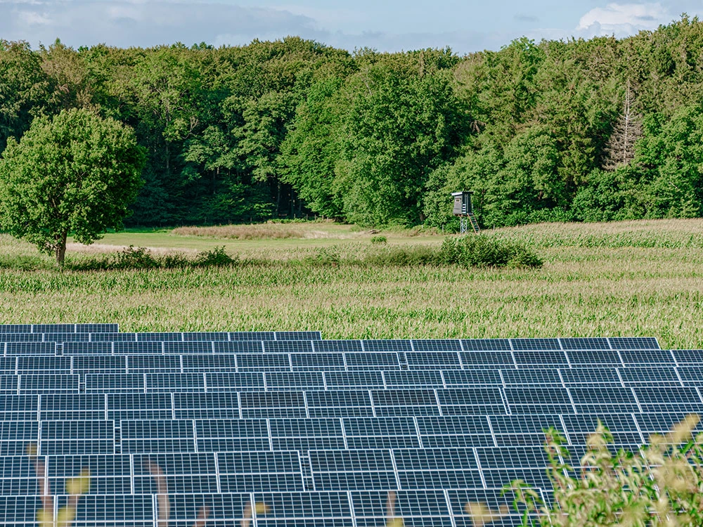Solarpanele im Vordergrund mit einer Wiese und Wald im Hintergrund
