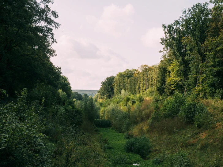 View of a forested valley with diverse vegetation in daylight