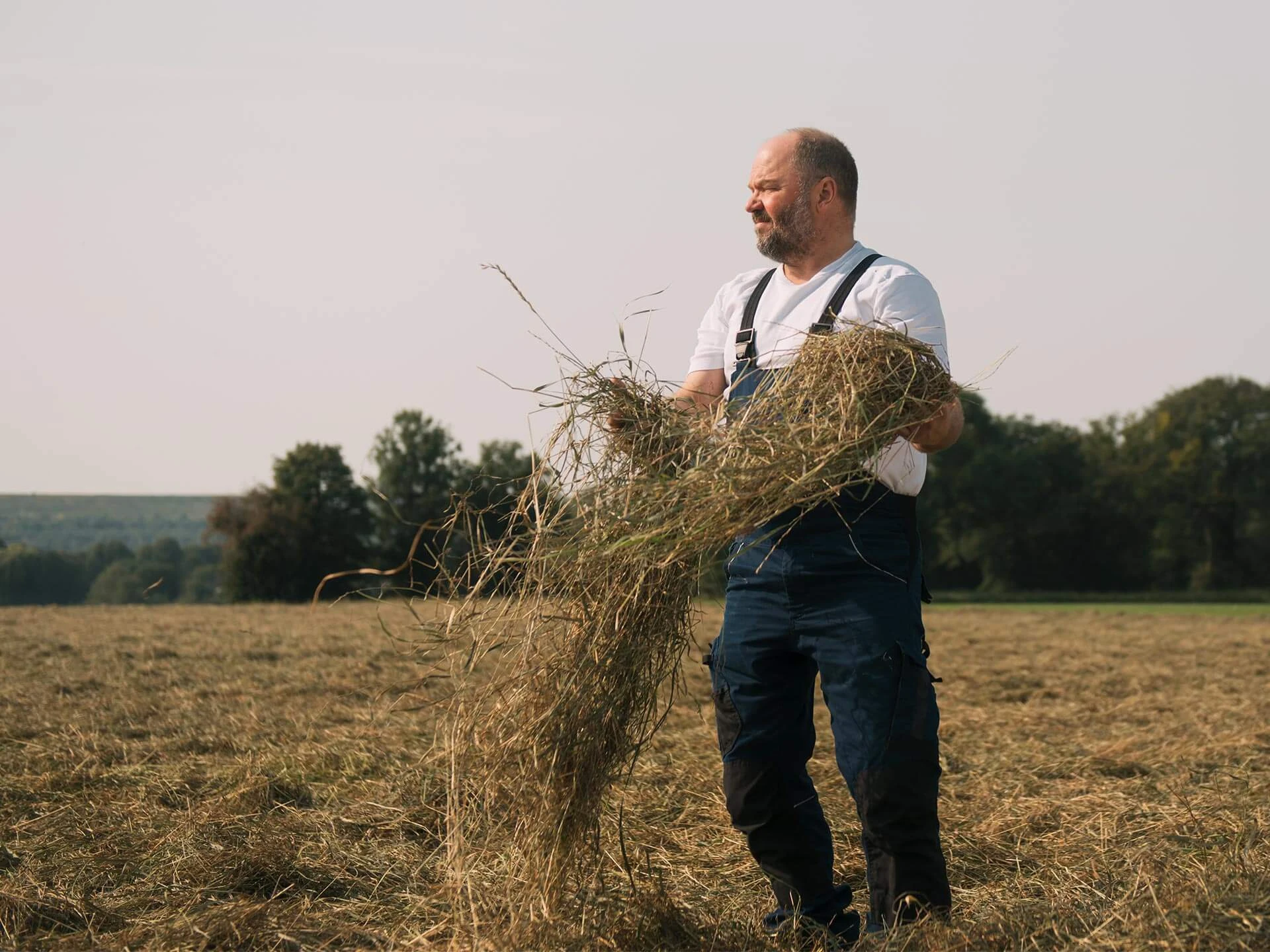 Älterer Mann mit Bart hebt Heu auf einem Feld auf, trägt Hosenträger und ein weißes Hemd