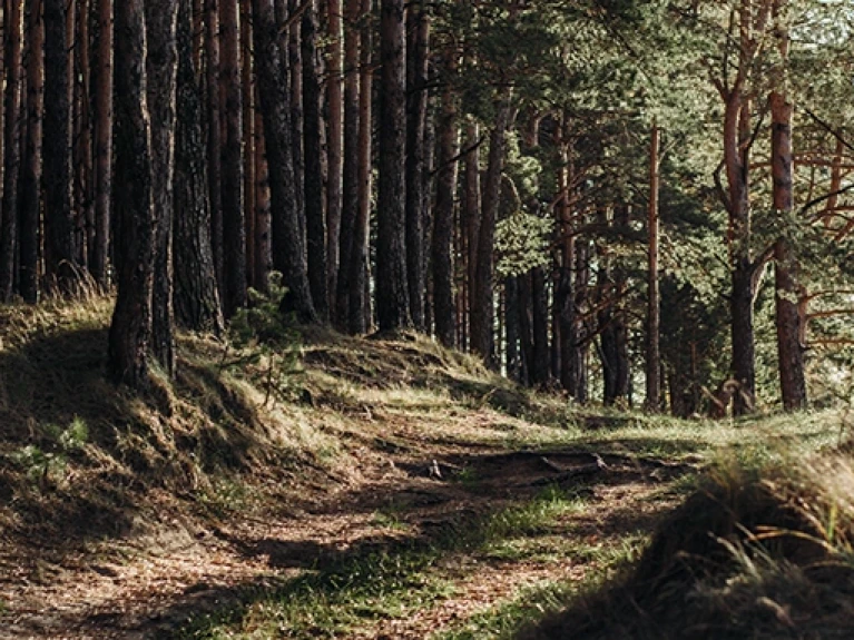 Waldweg durch einen Kiefernwald mit Sonnenlicht, das durch die Bäume scheint