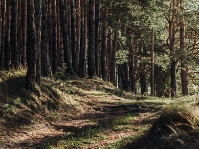 Waldweg durch einen Kiefernwald mit Sonnenlicht, das durch die Bäume scheint