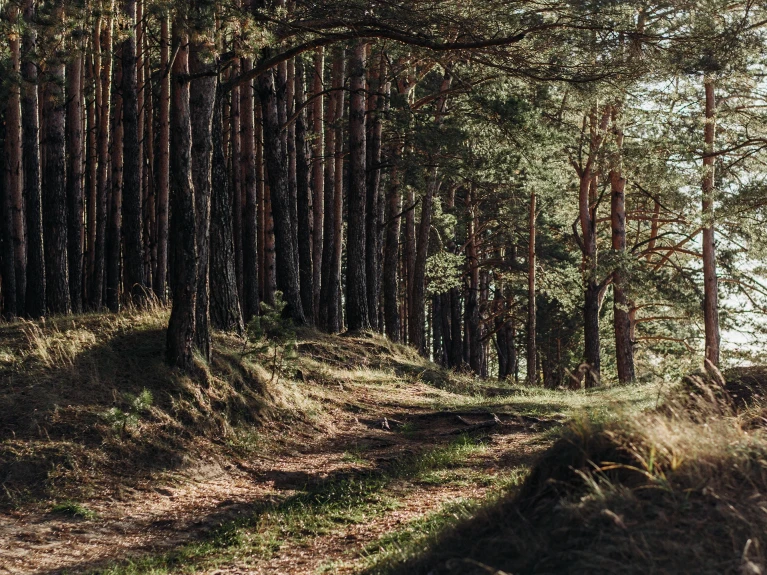 Lichtdurchfluteter Kiefernwald mit einem sandigen Weg am Waldrand